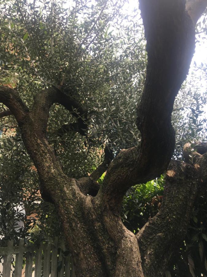 L'Ulivo Daire Ciriè Dış mekan fotoğraf